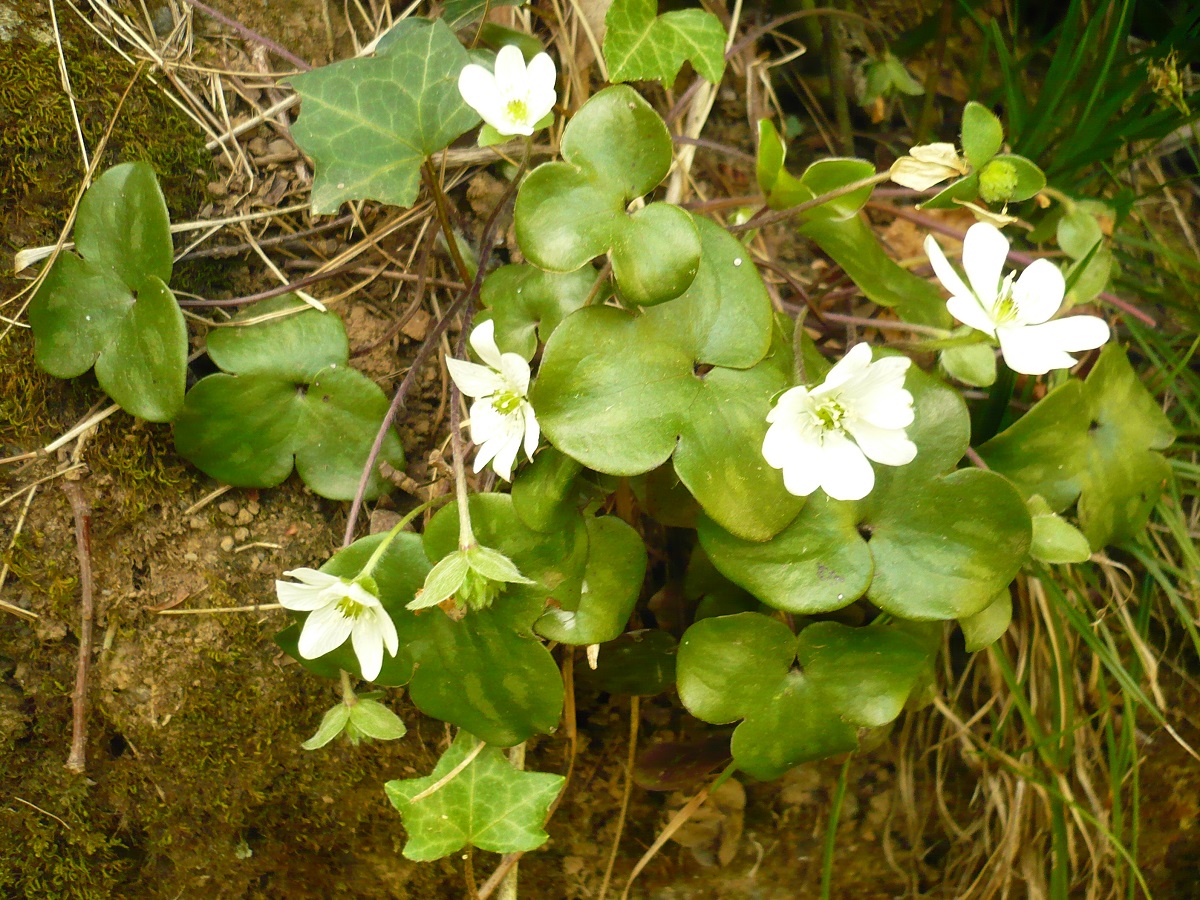 Anemone hepatica (Ranunculaceae)